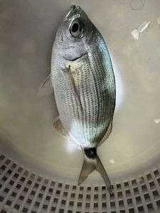 Saddled Seabream