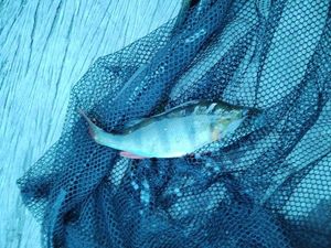 European Perch