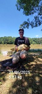 Common Carp