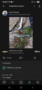 Rainbow Trout