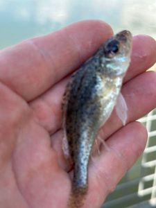 Ruffe
