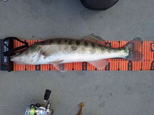 Zander