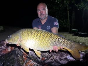 Common Carp