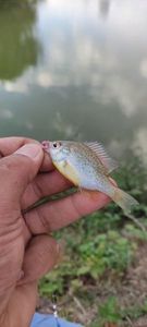 Green Sunfish