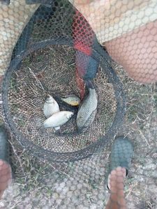 Prussian Carp