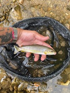 Brown Trout