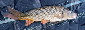 Common Carp
