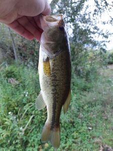 Largemouth Bass