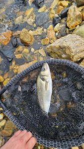 European Bass (Seabass)