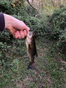Largemouth Bass