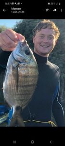White Seabream