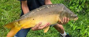 Mirror Carp