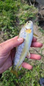 Brown Trout