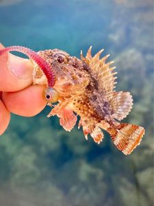 Red Scorpionfish