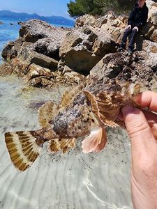 Brown Scorpionfish