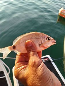 White Seabream