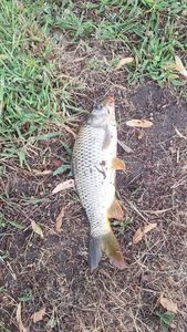 Prussian Carp