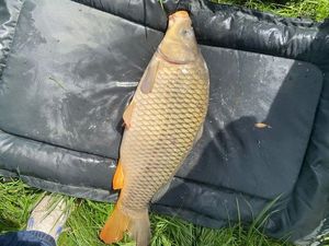 Common Carp