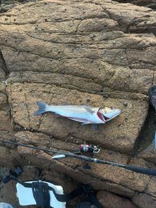 European Bass (Seabass)
