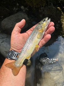 Brown Trout