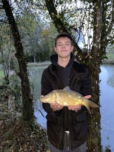 Mirror Carp