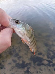 European Perch