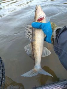 Zander
