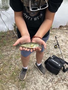 Largemouth Bass
