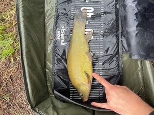 Tench