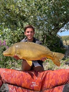 Mirror Carp