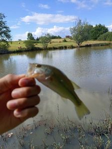 Largemouth Bass