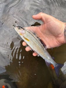 Grayling