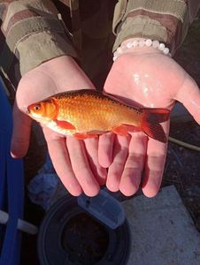 African Red Snapper