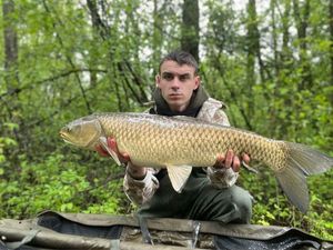 Grass Carp