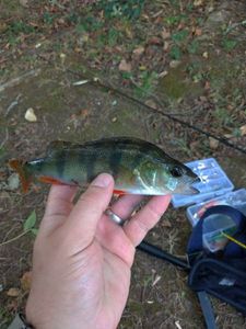 European Perch