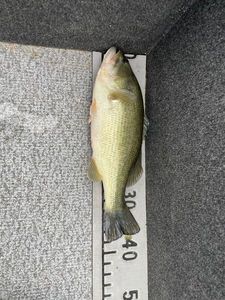 Largemouth Bass