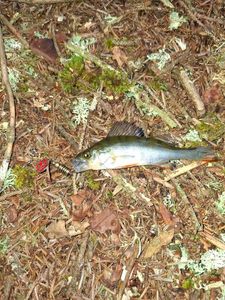 European Perch