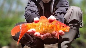 Goldfish