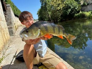 European Perch