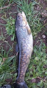 Brown Trout
