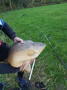 Common Carp