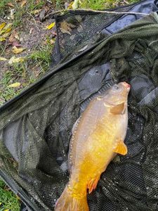 Mirror Carp