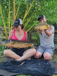 Common Carp