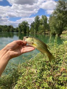 Largemouth Bass