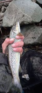 Brown Trout