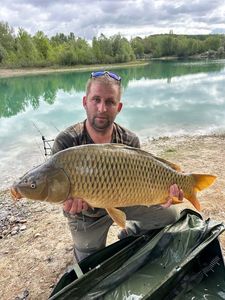 Common Carp