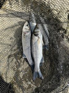 European Bass (Seabass)