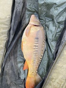 Mirror Carp