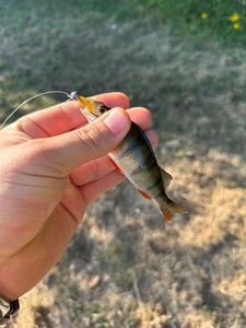 European Perch