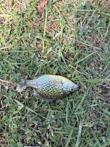 Green Sunfish